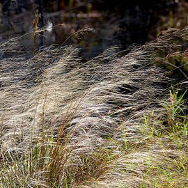 Windswept Grasses by Carla Parris