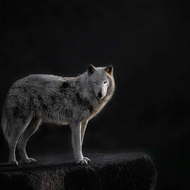 Wolf Ii by Dennis Zhang