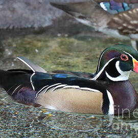 Wood Duck by Dwight Cook