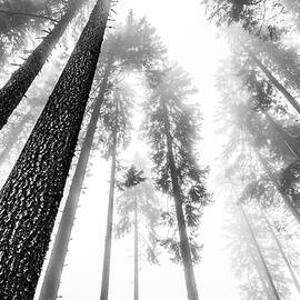 Worm's-eye View Of A Coniferous Forest In The Fog, Radein, South Tirol, Alto Adige, Italy by Helge Bias
