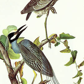 Yellow Crowned Night Heron & Little Blue Heron by John James Audubon