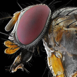 Yellow Fly by Donald Jusa