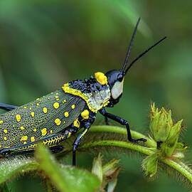 Yellow Spotted Grasshopper