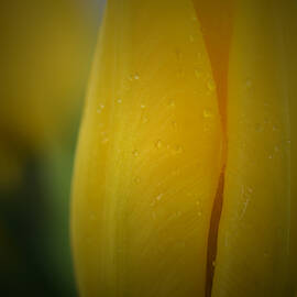 Yellow Tulip - Detail by Richard Andrews