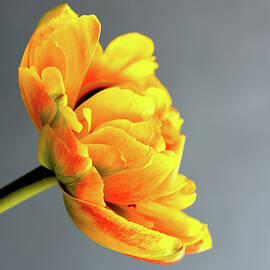 Yellow Tulip on Soft Grey