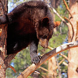 Young Black Bear in Tree 2, Arizona