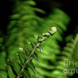 Young Fern by Michelle Meenawong