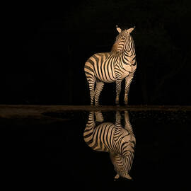 Zebra by Min Li