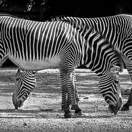 Zebra Pair by Morey Gers