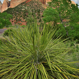 Zion National Park Yucca by Ray Mathis