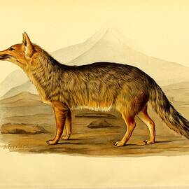 003 Pseudalopex Culpaeus Riveti, Canis Magellanicus Riveti by World Art Collective