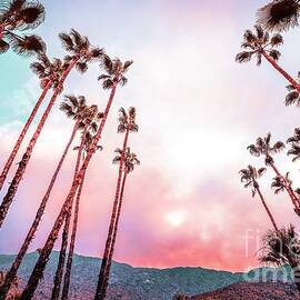 0453 Desert Palm Trees Palm Springs by Amyn Nasser