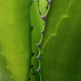 Agave Blades in Macro by Mike Nellums