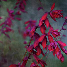 All Red Plant by Isabela and Skender Cocoli