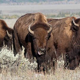 American Bison in Grand Teton National Park  by Kathleen Bishop
