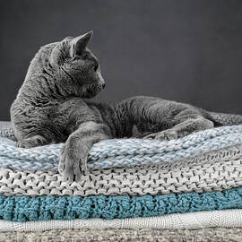 An elegant Russian Blue cat  by Nailia Schwarz