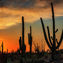 Arizona Desert Sunset  by Saija Lehtonen
