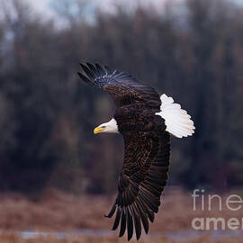 Bald Eagle in Flight by Jackie Follett