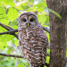 Barred Owl  by Mircea Costina Photography