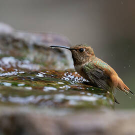 Bathing Allen's Hummingbird by Robert Goodell