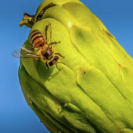 Bee on Saguaro Bud