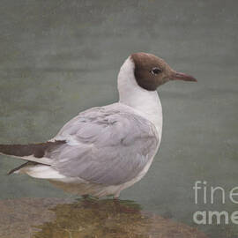 black-headed Gull on the rock by Michelle Meenawong