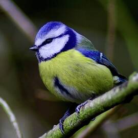 Blue Tit  by Neil R Finlay