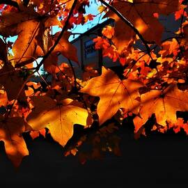 Bright orange maple leaves by Thomas Brewster