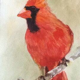 Cardinal by B Rossitto