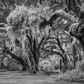 Carolina Canopy - Infrared BW