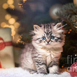 Christmas Kitten by Jt PhotoDesign