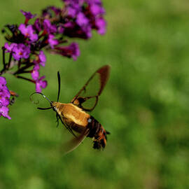 Clearwing Hummingbird Moth in Action by Linda Howes