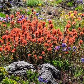 Coffin Mountain Wildflowers by Dana Hardy