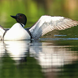 Common Loon PANO by Brook Burling