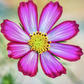 Cosmos Aster 2 of 3 by Kelly Larson