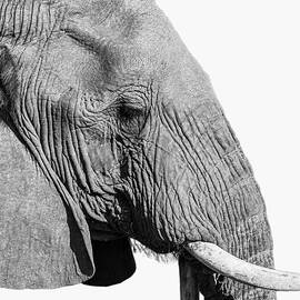 Elephant  by Carl Nehore