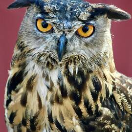 Eurasian Eagle Owl by Richard Bryce and Family