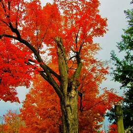 Fall tree by Stephanie Moore