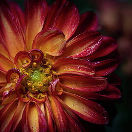 Fire Dahlia High End Photo Art by Lily Malor