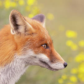 Flower Fox by Roeselien Raimond