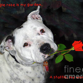 For the Love of Staffies by Elaine Teague