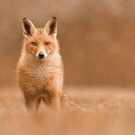 Fox in the Rain by Roeselien Raimond