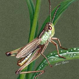 Grasshopper by Anni Kraka