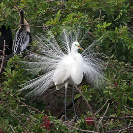 Great Egret Breeding Plumage by Sally Weigand