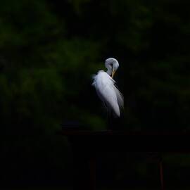 Great Egret by Zelma Dawdy Covington