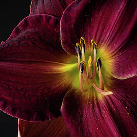 Hemerocallis 'Round Midnight' daylily by Bill Pusztai