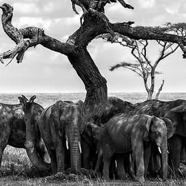Herd of elephants under a dry tree in Serengeti BW by RicardMN Photography