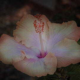 Hibiscus 3 by Elaine Teague
