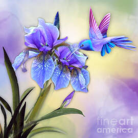 Hummingbird on Iris by Morag Bates