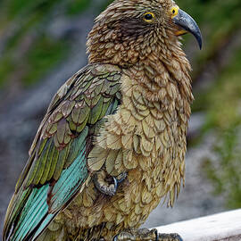 Kea Bird by Sally Weigand